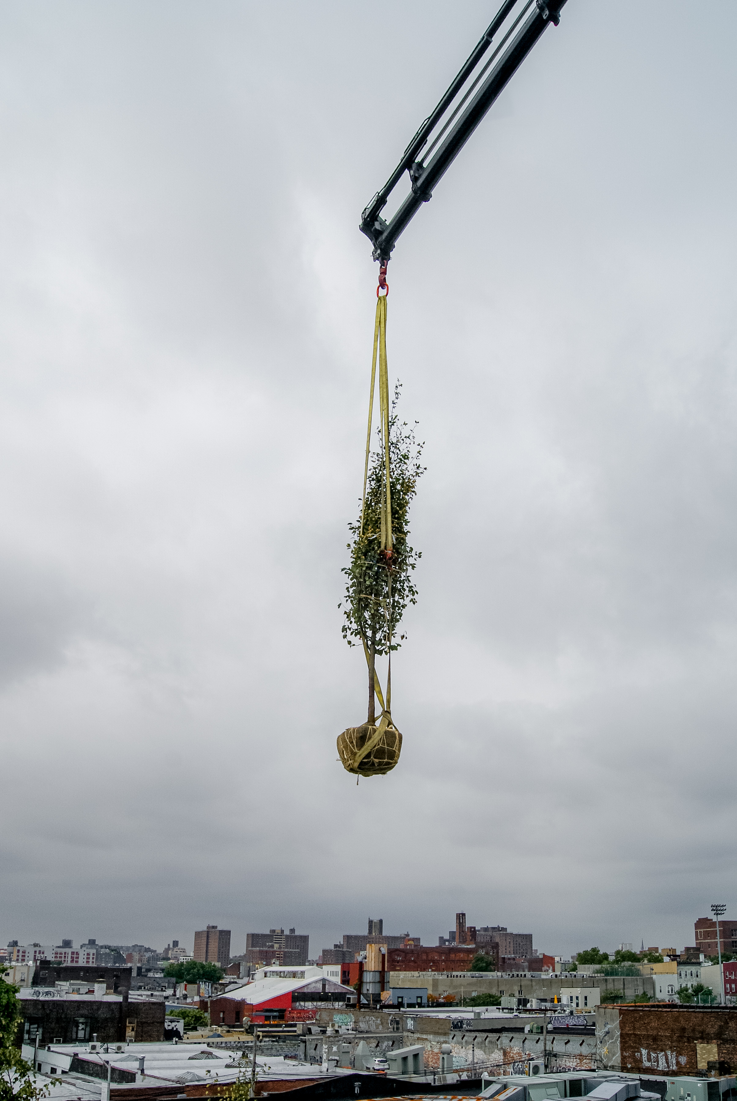 Process: The Hoist